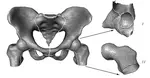 Erzeugung statistischer 3D-Formmodelle zur Segmentierung medizinischer Bilddaten
