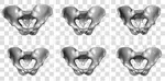 Visualization of the Variability of 3D Statistical Shape Models by Animation